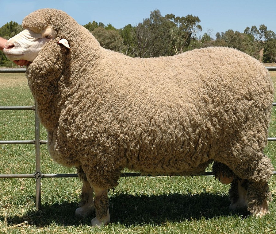 Chăn lông cừu tự nhiên được sản xuất từ 100% lông cừu thật